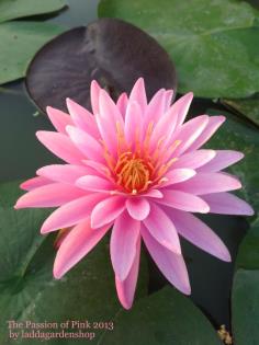 คลิกเพื่อดูสินค้า