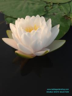 คลิกเพื่อดูสินค้า