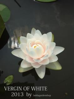 คลิกเพื่อดูสินค้า