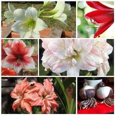 คลิกเพื่อดูสินค้า