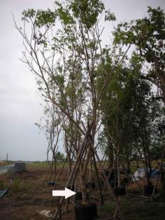 คลิกเพื่อดูสินค้า
