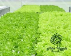 คลิกเพื่อดูสินค้า