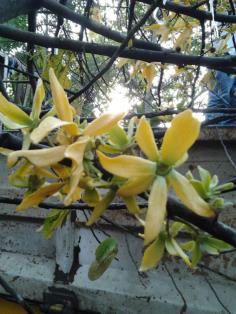 คลิกเพื่อดูสินค้า