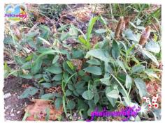 คลิกเพื่อดูสินค้า