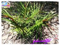 คลิกเพื่อดูสินค้า
