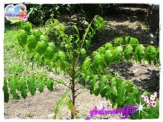 คลิกเพื่อดูสินค้า