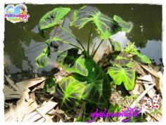 คลิกเพื่อดูสินค้า