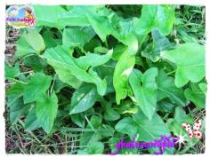 คลิกเพื่อดูสินค้า