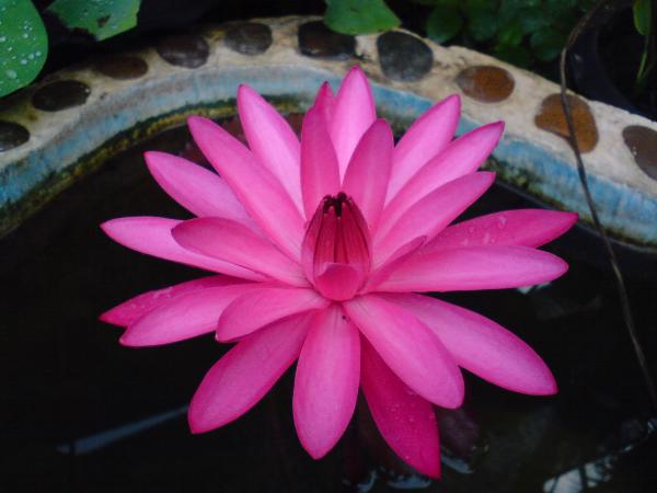 http://www.nanagarden.com/Picture/Product/400/102016.jpg