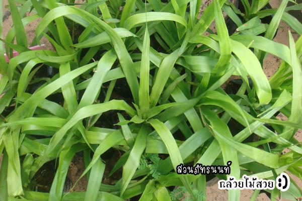 จันผา,,จันผา