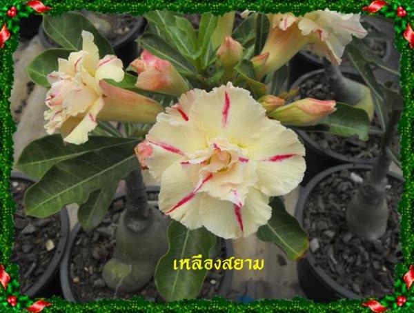 เหลืองสยาม,ชวนชมดอกซ้อน,ชวนชม,ชวนชม