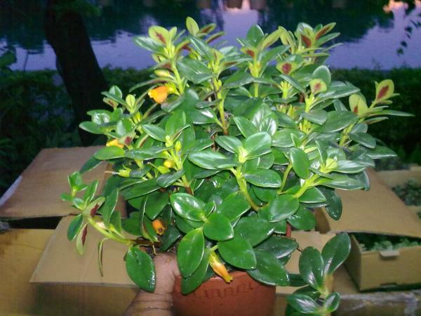 columnea goldfish plant. หมวด: ปลาทอง (Goldfish Plant)