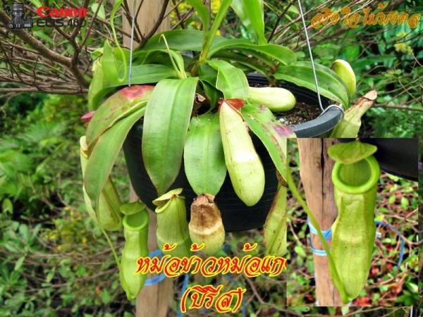 10 อันดับพันธุ์ไม้ไทย หายาก-ราคาแพง 10 อันดับพันธุ์ไม้ไทย หายาก-ราคาแพง