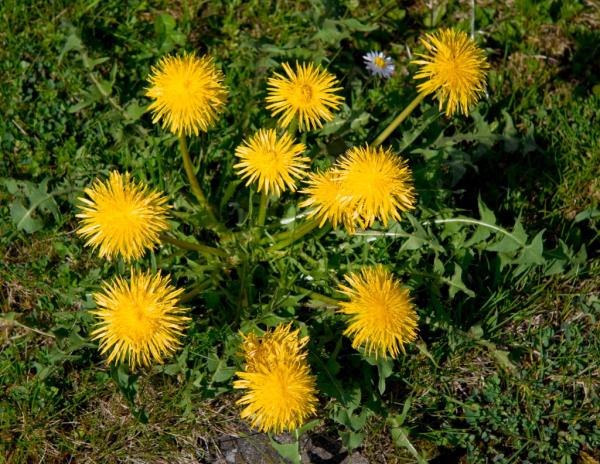 เมล็ดพันธุ์ แดนดิไลอ้อน ( Dandilion ) ,แดนดิไลอ้อน,เมล็ดพันธุ์ไม้ดอก/ไม้ประดับ