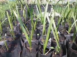 กล้าอินทผลัมกินผล ,อินทผลัมกินผล , กล้าอินทผลัมกินผล , อินทผาลัมกินผล , Date tree palm ,อินทผาลัม