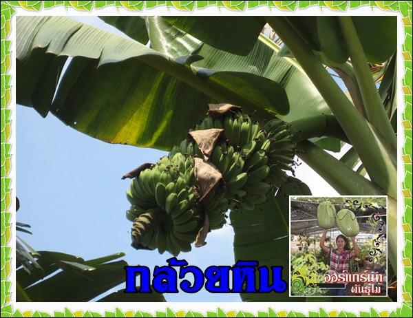 กล้วยหิน,จำหน่าย พันธุ์ไม้กิ่งพันธุ์ กล้วยหิน จ.ปราจีนบุรี,กล้วย