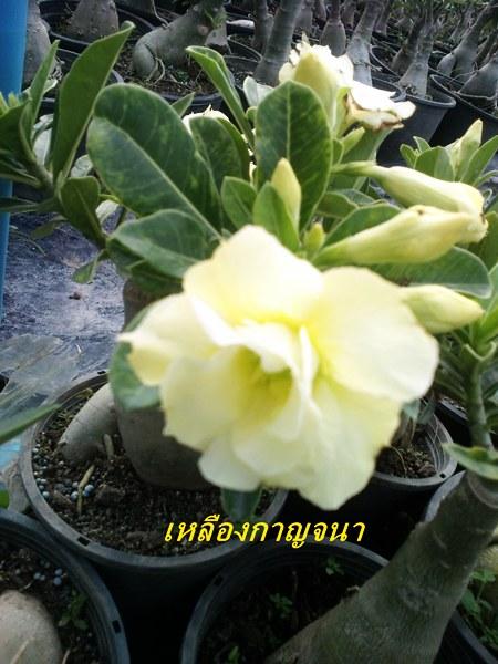 เหลืองกาณจนา,ชวนชมดอกช้อนสีเหลือง,ชวนชม