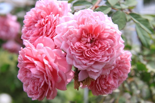 hồng leo giâm cành và ghép nhập khẩu.