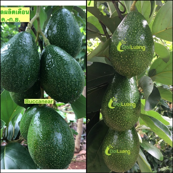 อะโวคาโด้