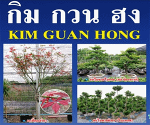 ไม้ประดับนำเข้า