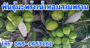 พันธุ์มะพร้าวน้ำหอมสามพราน