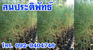 สนประดิพัทธ์