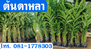 ต้นดาหลา