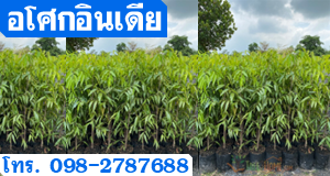 อโศกอินเดีย