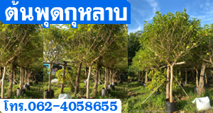 ต้นพุดกุหลาบ