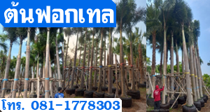 ต้นฟอกเทล