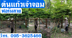 ต้นแก้วเจ้าจอม