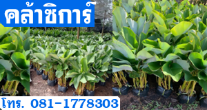 คล้าซิการ์ 