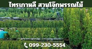 ไทรเกาหลี