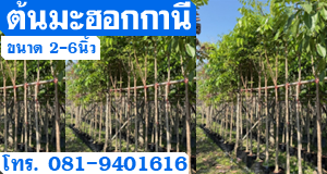 ต้นมะฮอกกานี ขนาด2-6นิ้ว