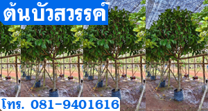 ต้นบัวสวรรค์