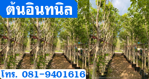 ต้นอินทนิล