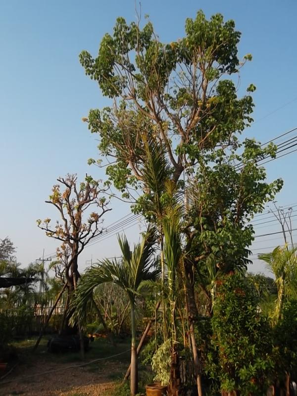 ลพบุรีไม้ล้อม/บ่อแก้วพันธุ์ไม้,Enclosed timber lopburi boukaew vegetation