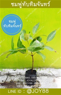 ต้นกล้าชมพู่ทับทิมจันทร์ ปลีก-ส่ง ทั่วประเทศ