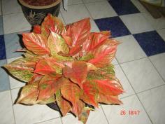 จำหน่าย อโกลนีมา Aglaonema แก้วกาญจนา&quot; เดือน พฤศจิกายน 2551.