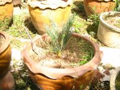 Cycas cairnsiana