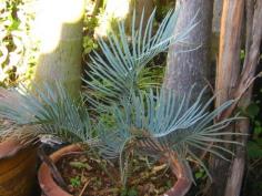 Cycas cairnsiana