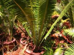 Dioon spinolosum