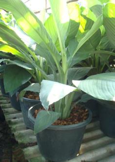 เดหลีจักรพรรดิ์ (Spathiphyllum Sp.)