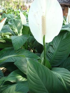 เดหลีใบโพธิ์ หรือ กวักทรัพย์ (Spathiphyllum Clevelandii)