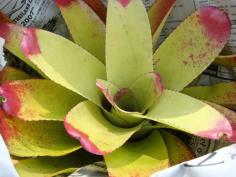 สับปะรดสีเหลือง หรือ ฟันซิล (Bromeliads)