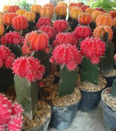 ตะบองเพชรหัวสี (cactus)