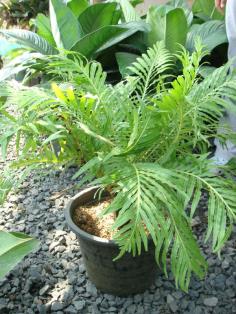 เฟิร์นรัศมีโชติ (fern,Blenchnaceae)