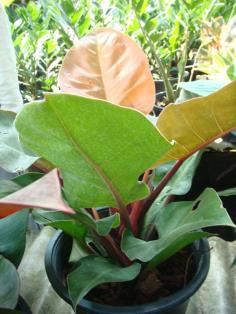 ออเร้นจ์ (philodendron orange)