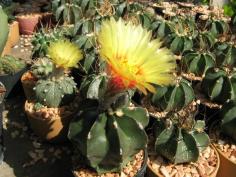 Astrophytum capricorne