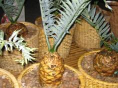 Encephalartos Horridus